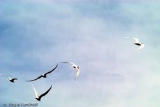 Seeschwalbe (1 von 7).jpg